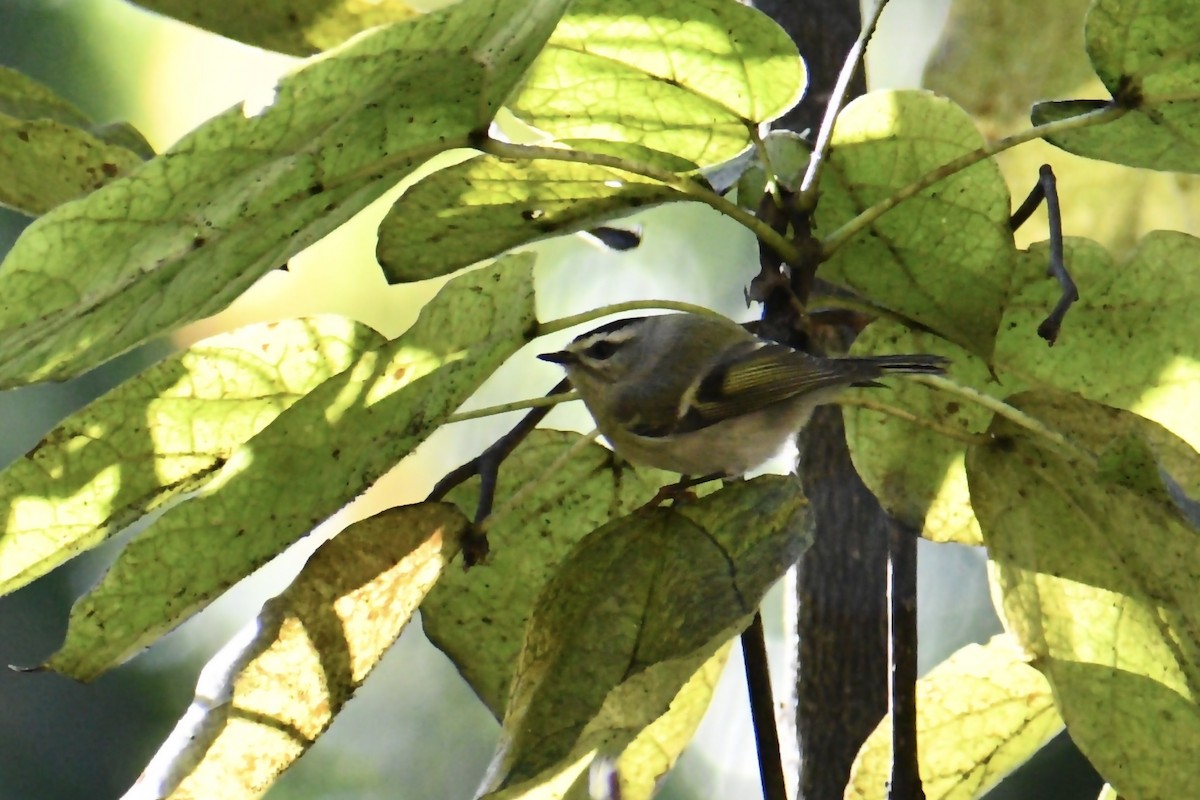 Golden-crowned Kinglet - ML495923771