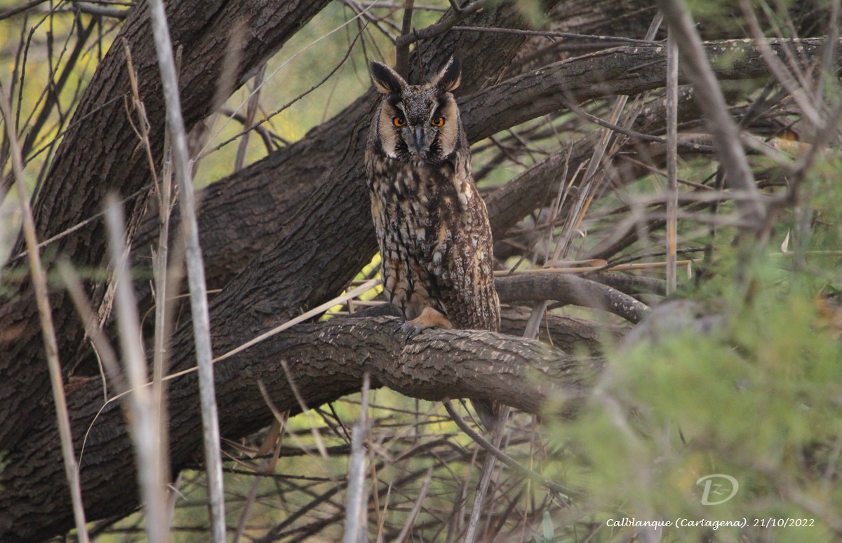 Long-eared Owl - ML495923971