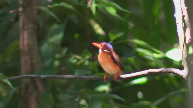 Martin-pêcheur multicolore - ML495924381