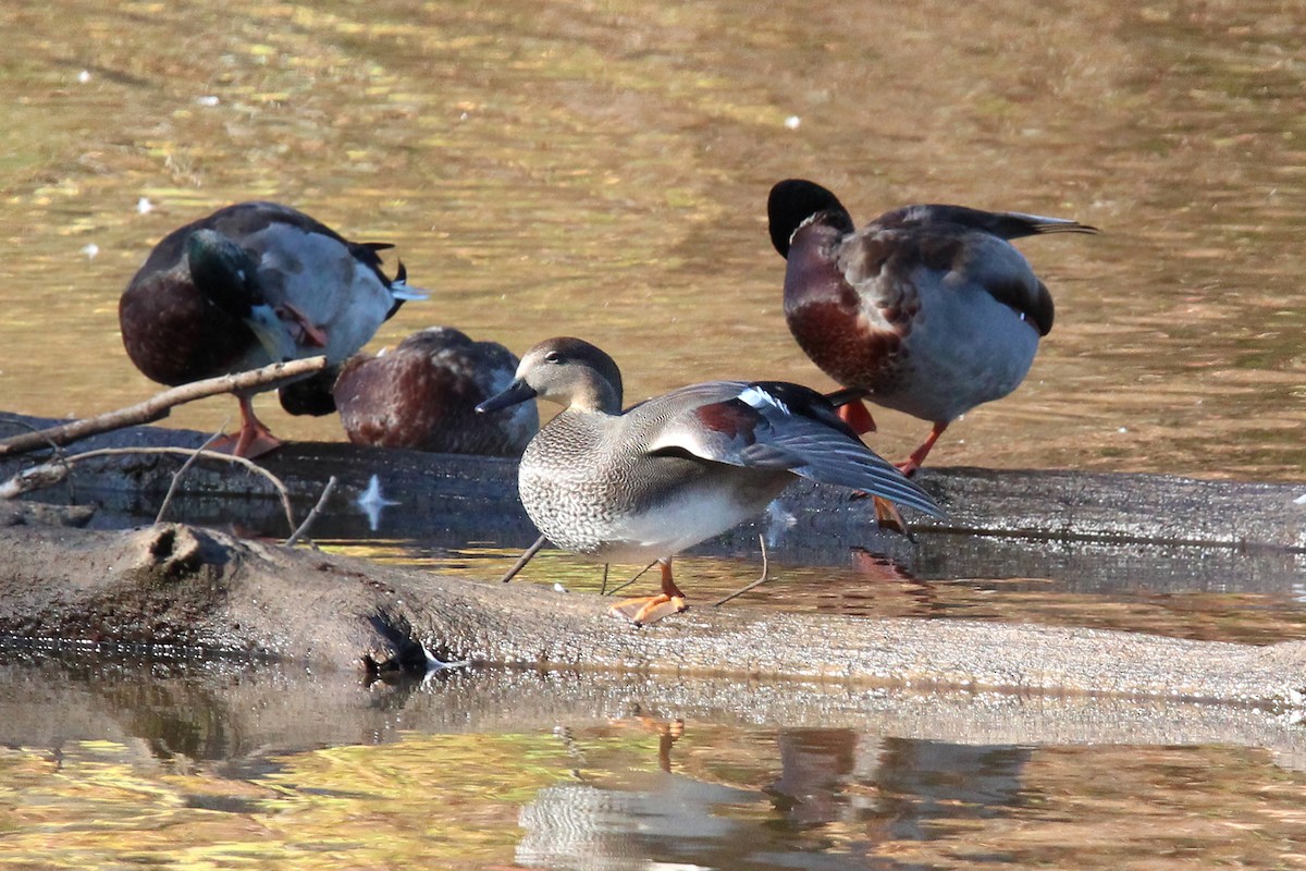 Gadwall - ML495924771