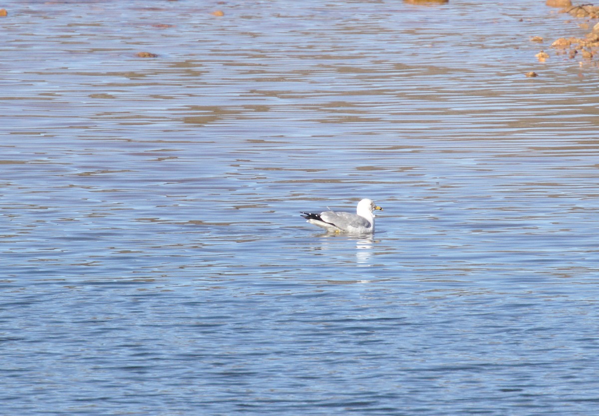 Ring-billed Gull - ML49592541