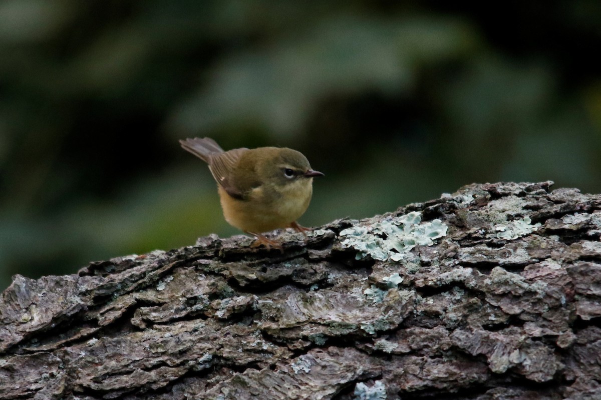 Black-throated Blue Warbler - ML495925831