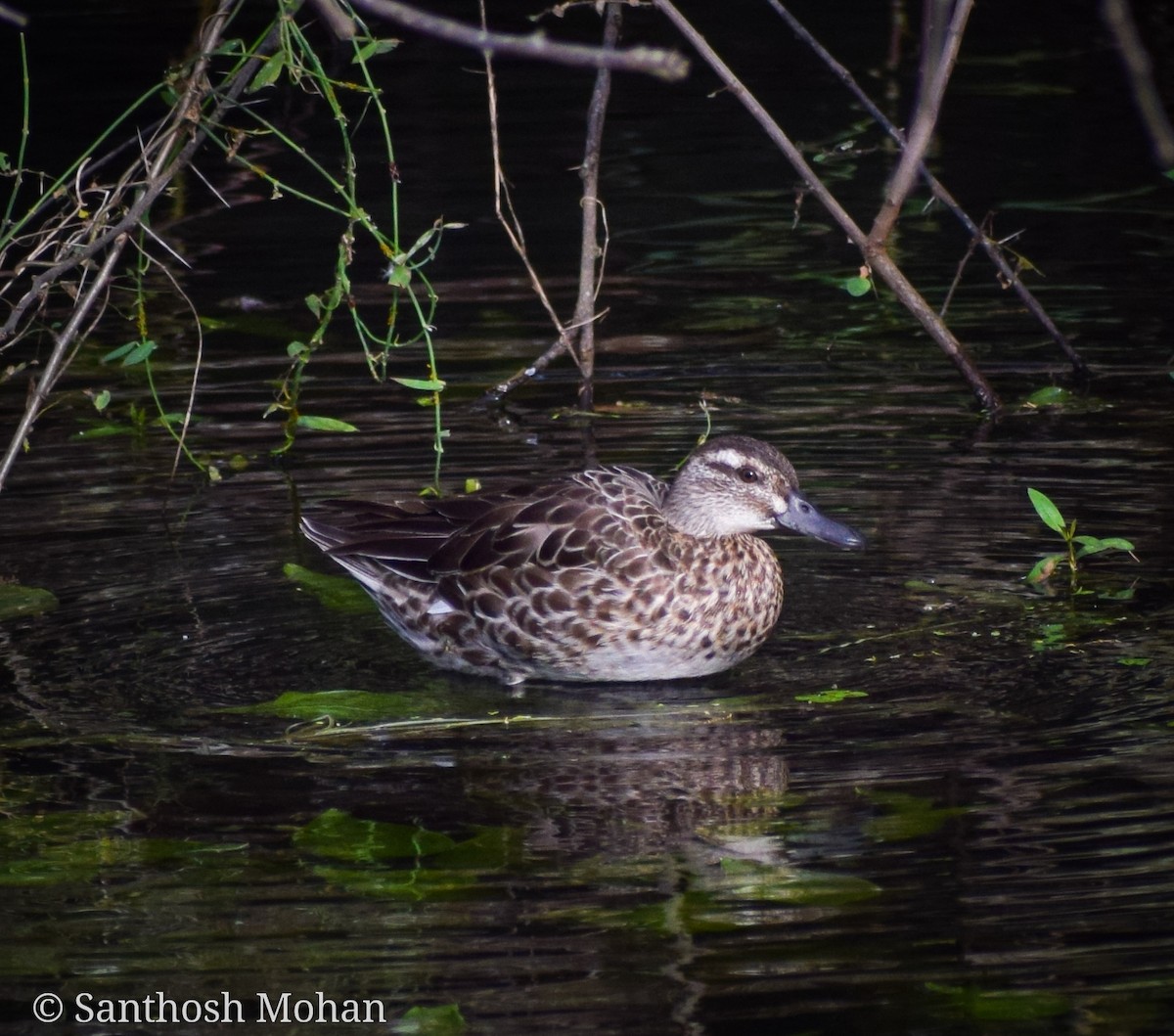 Garganey - ML495927311