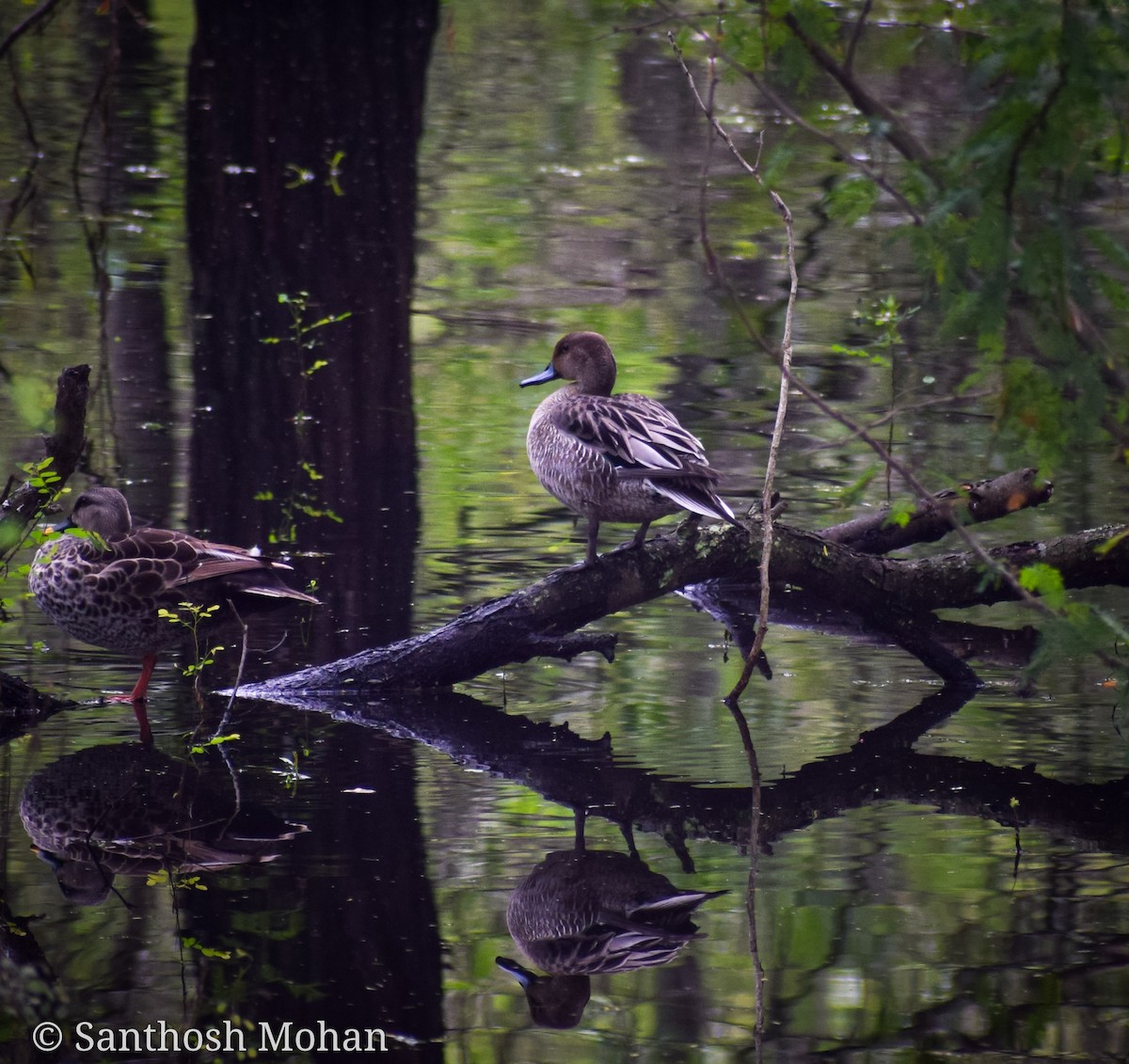 Northern Pintail - ML495927461