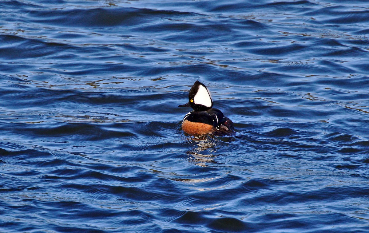 Hooded Merganser - ML49592771