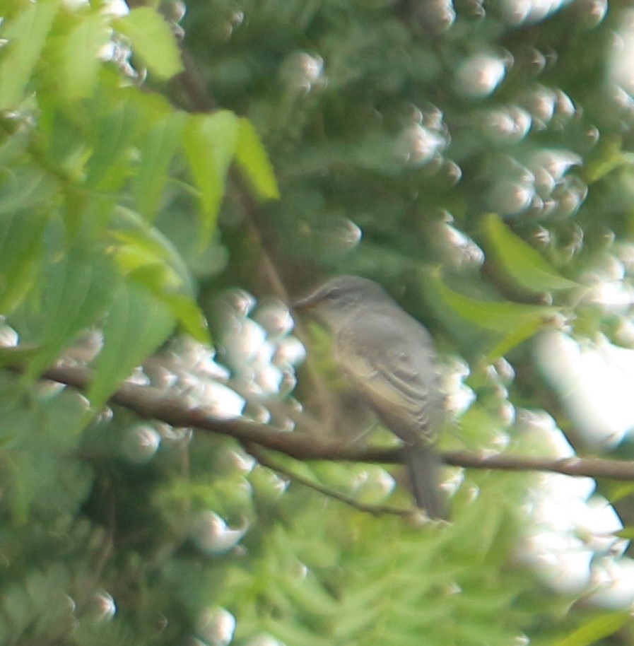 Black-headed Cuckooshrike - ML495927721