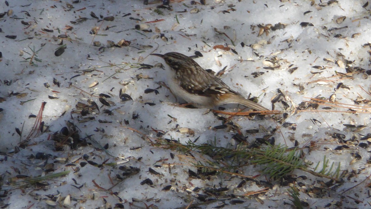 Brown Creeper - ML49592781