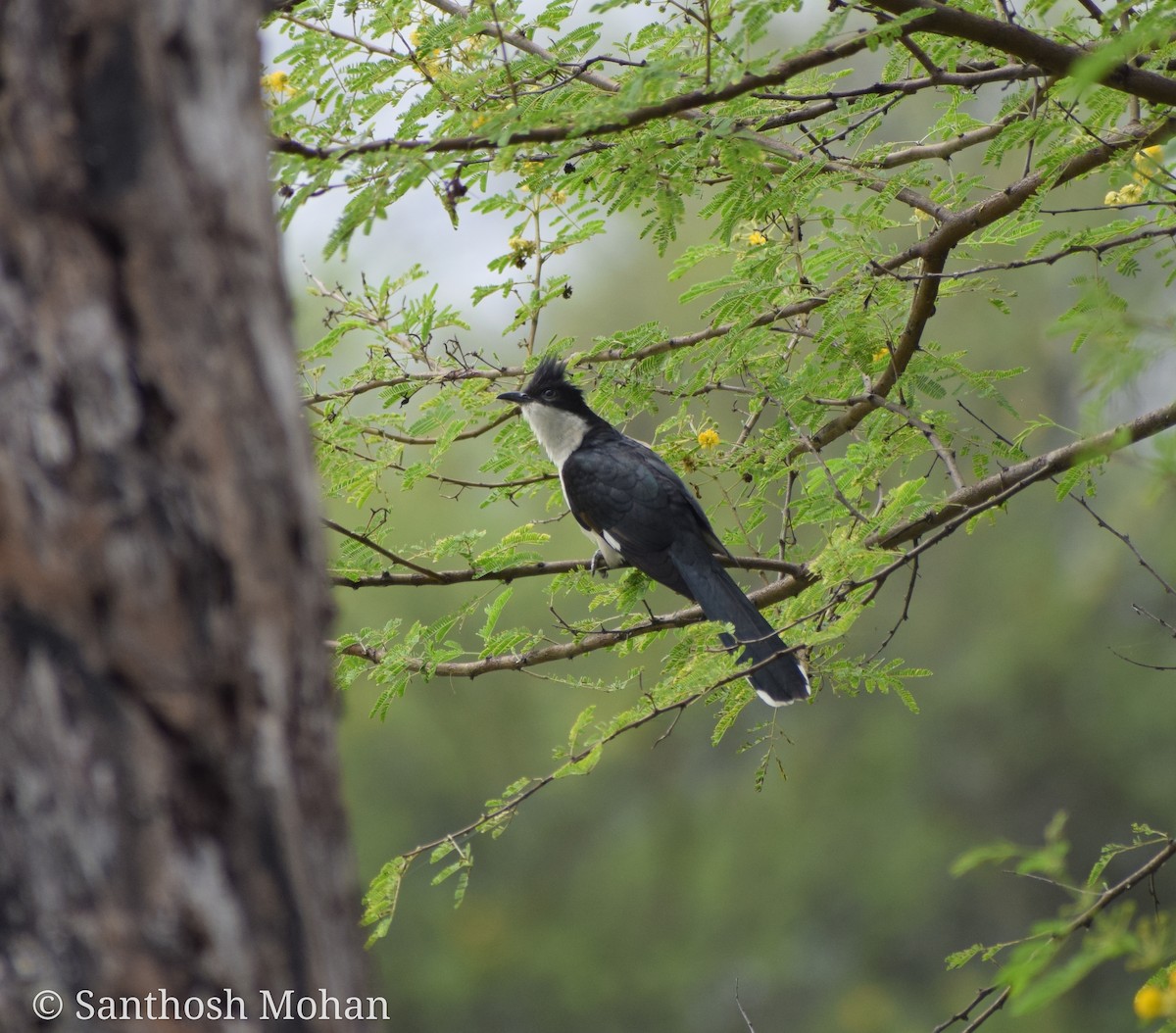 Pied Cuckoo - Santhosh Mohan