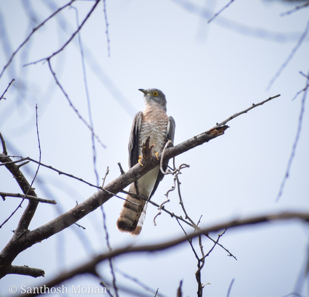 Common Hawk-Cuckoo - Santhosh Mohan