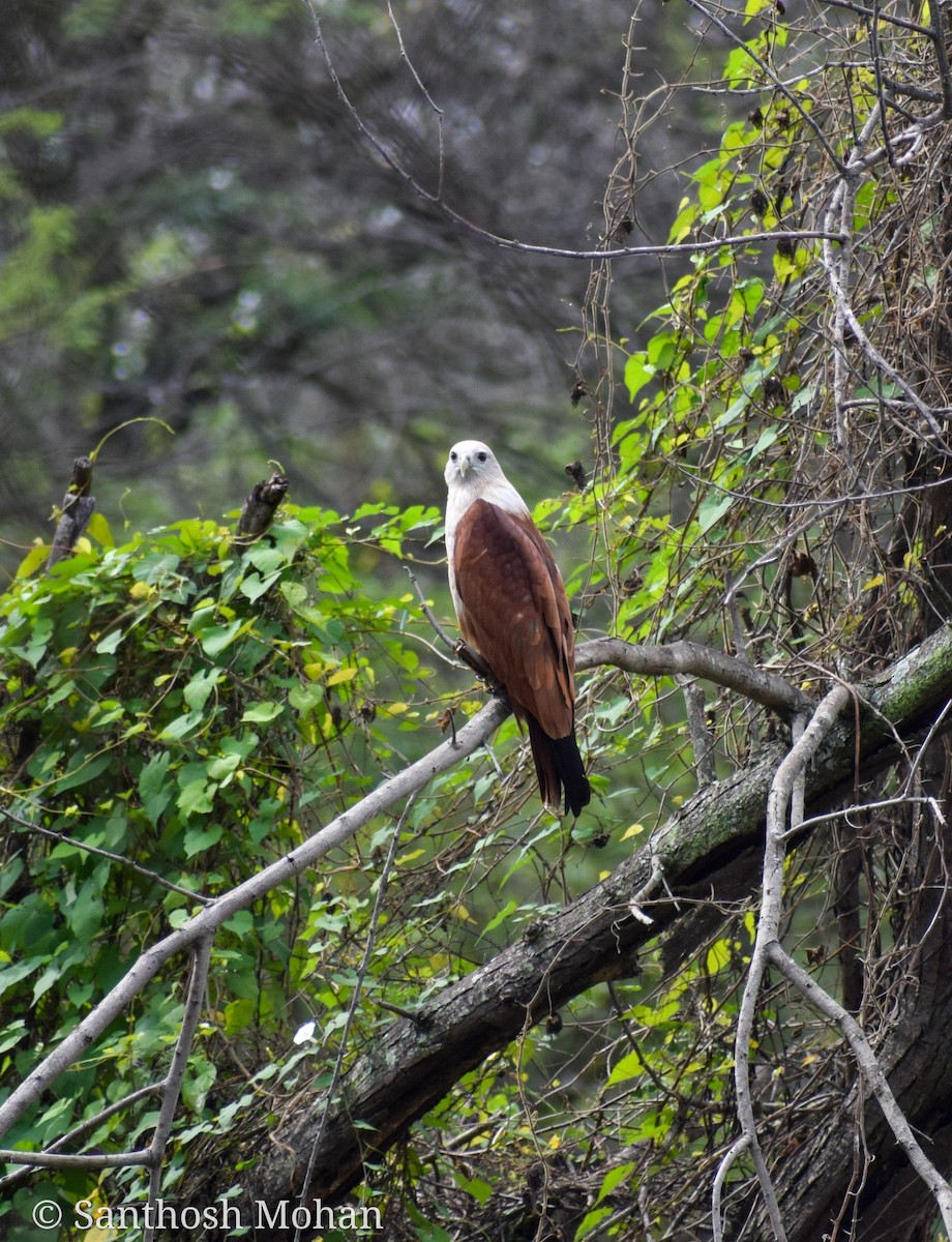 Brahminy Kite - ML495928251