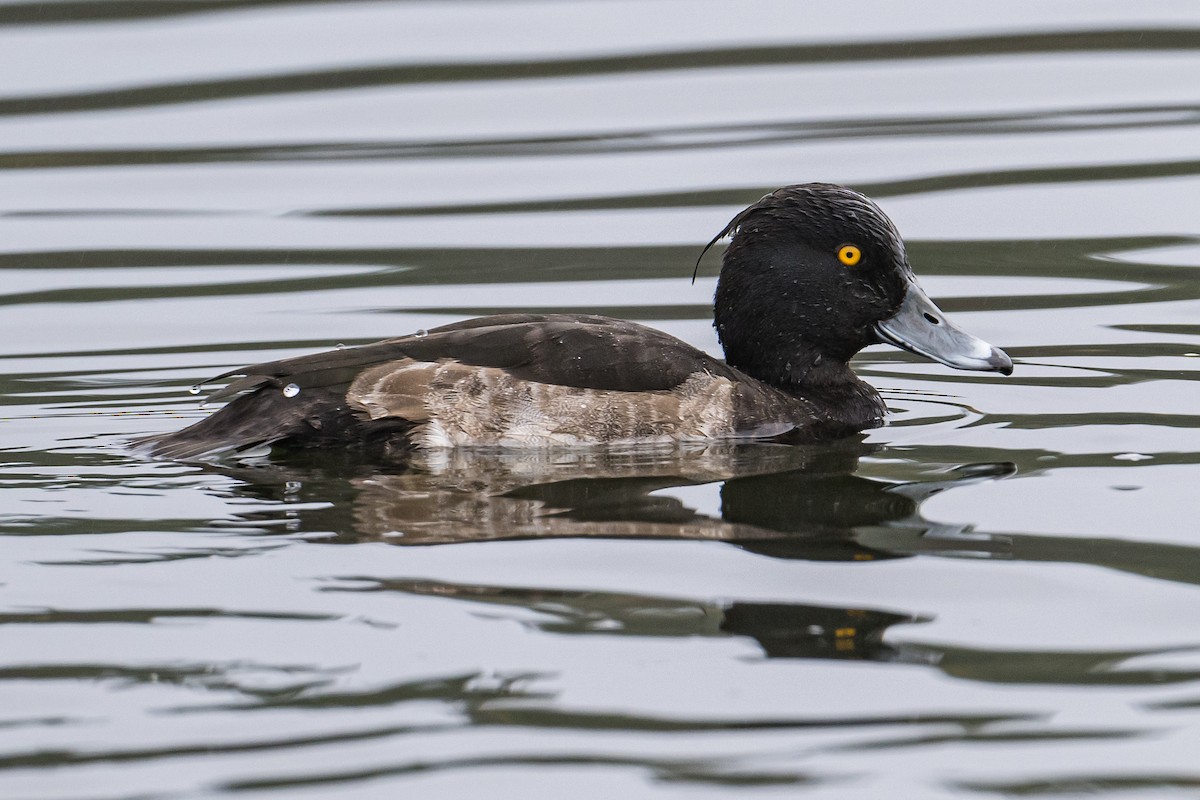 Tufted Duck - Frank King