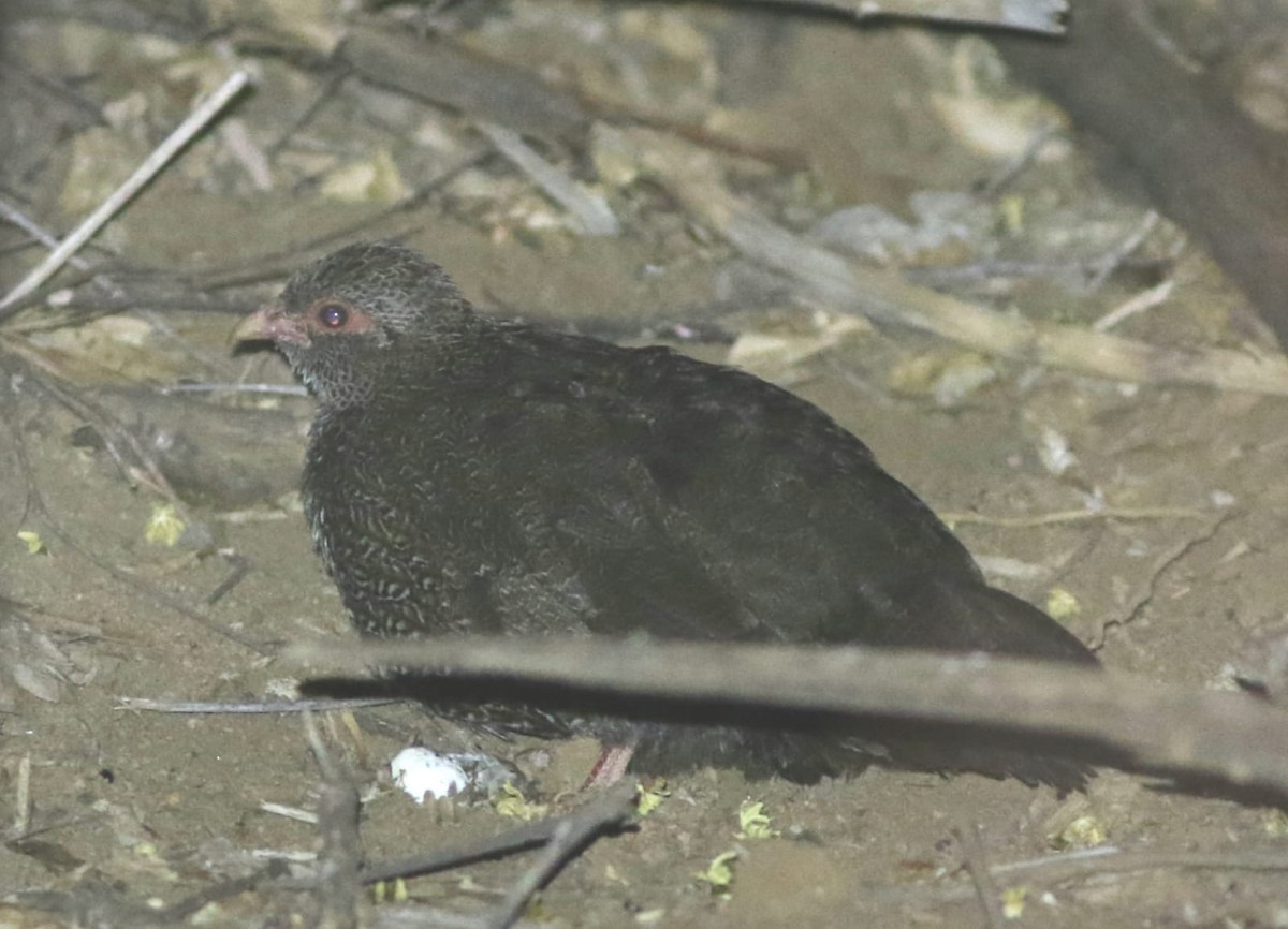 Stone Partridge - ML495931101