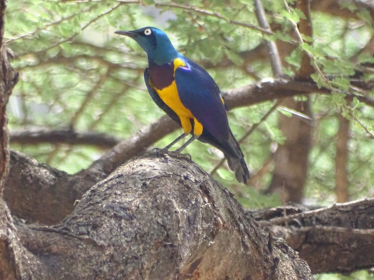 Golden-breasted Starling - ML495931371