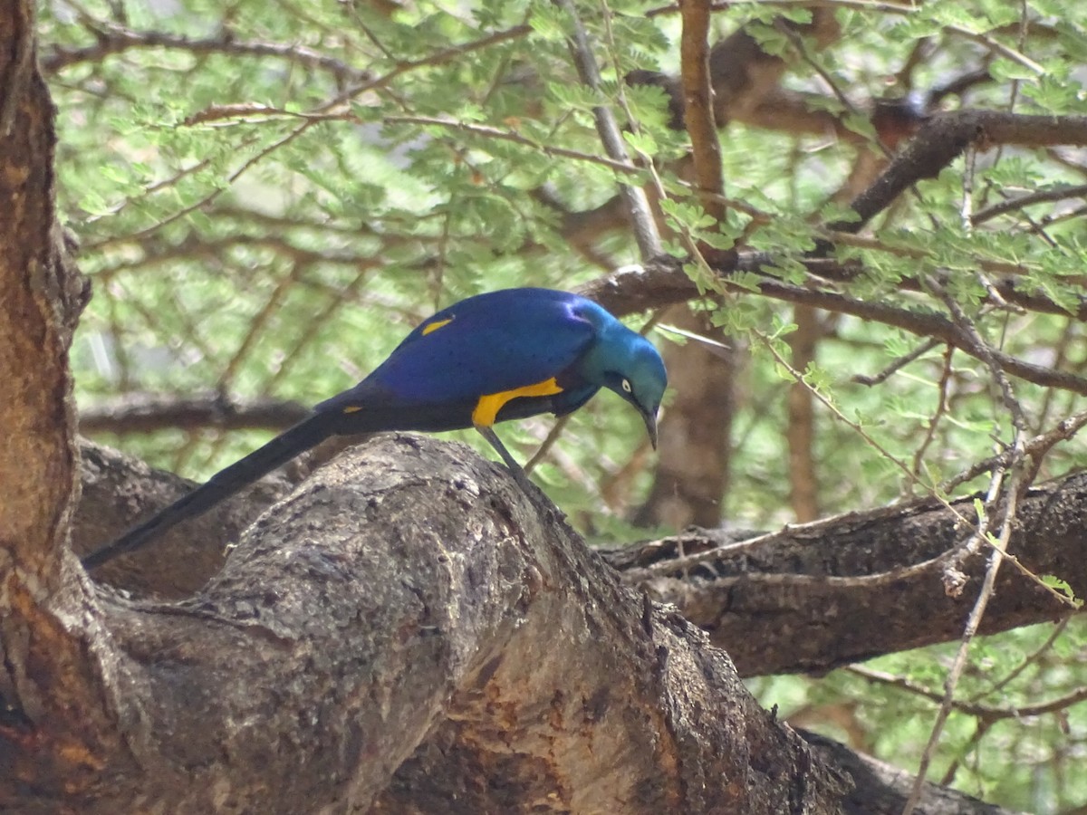 Golden-breasted Starling - ML495931381