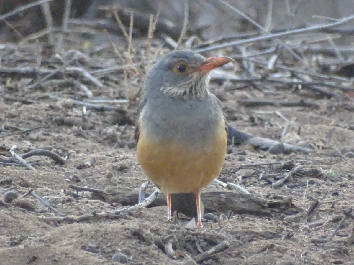 African Bare-eyed Thrush - ML495931441