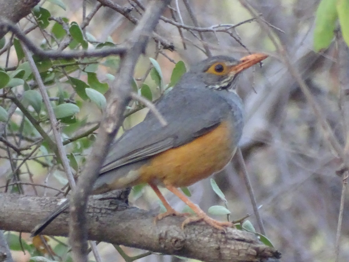 African Bare-eyed Thrush - ML495931451