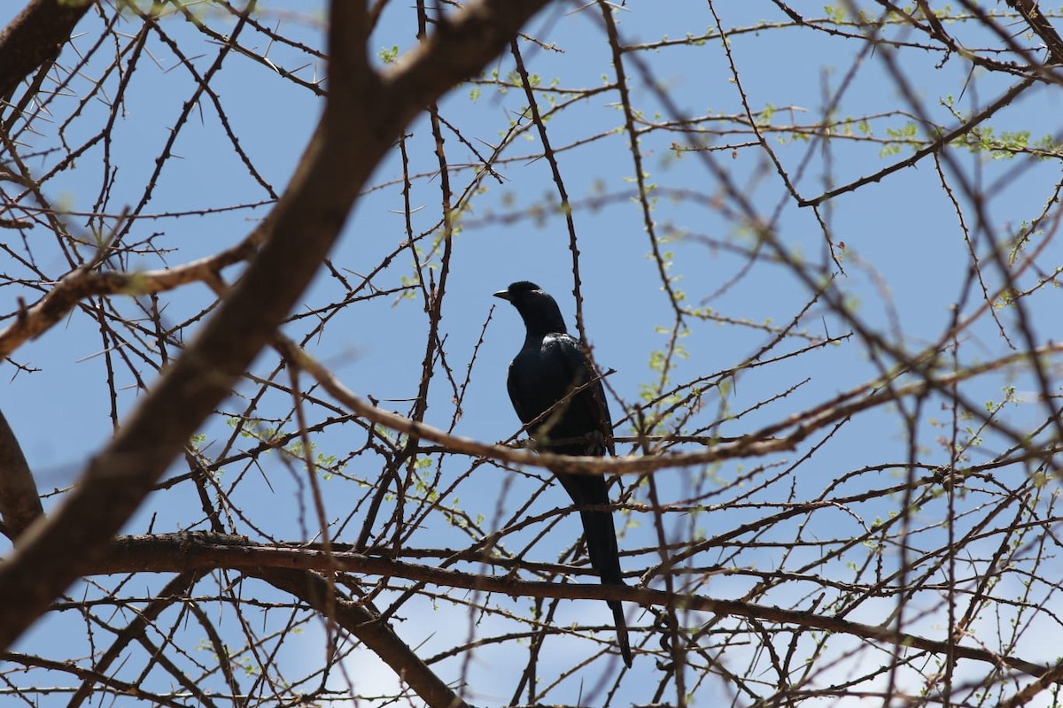 Bristle-crowned Starling - ML495931691