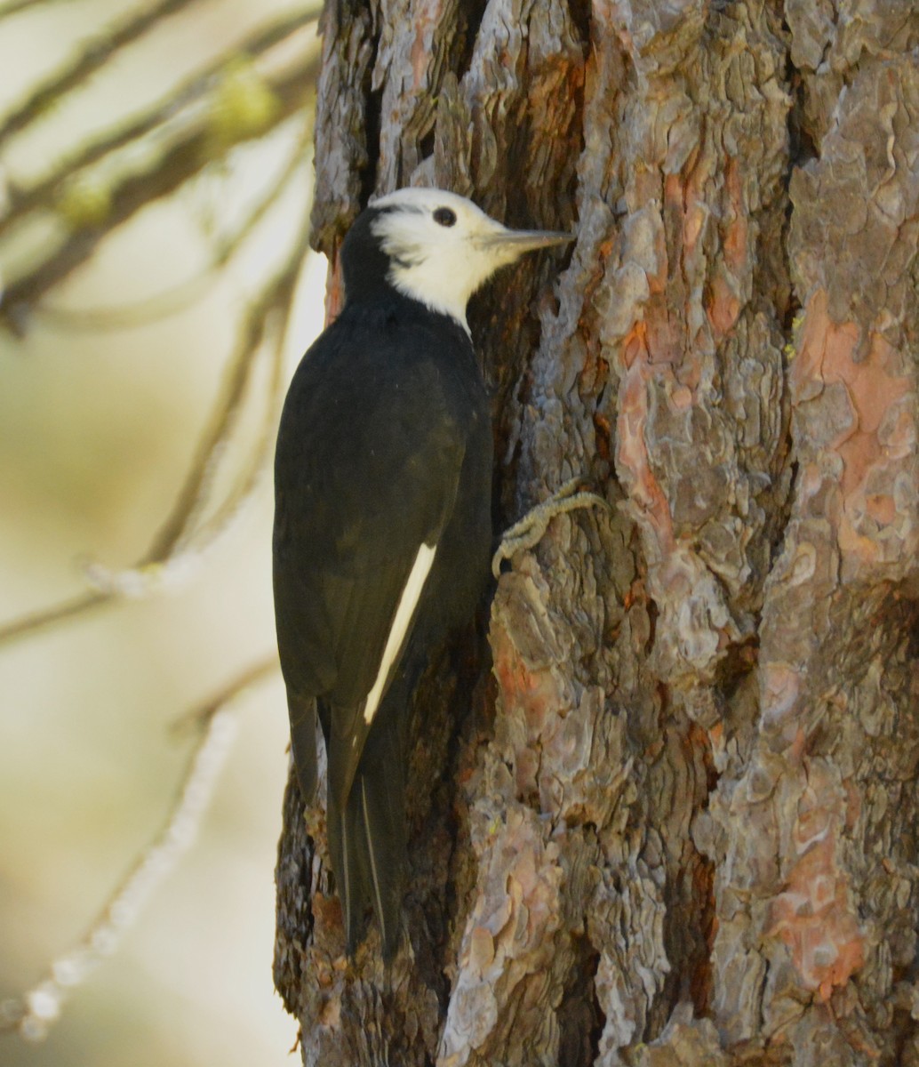 White-headed Woodpecker - ML495931991