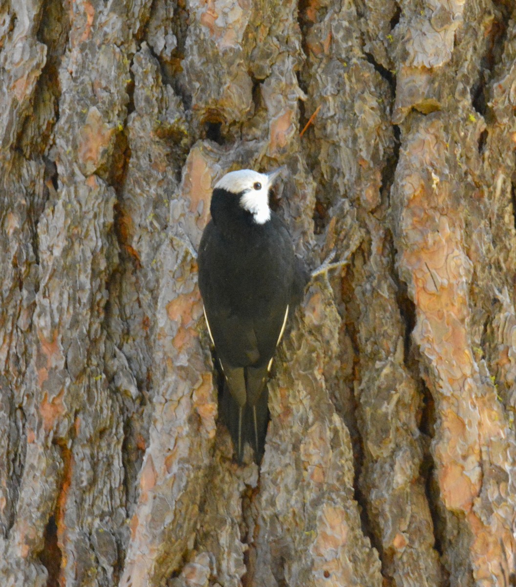 White-headed Woodpecker - ML495932001