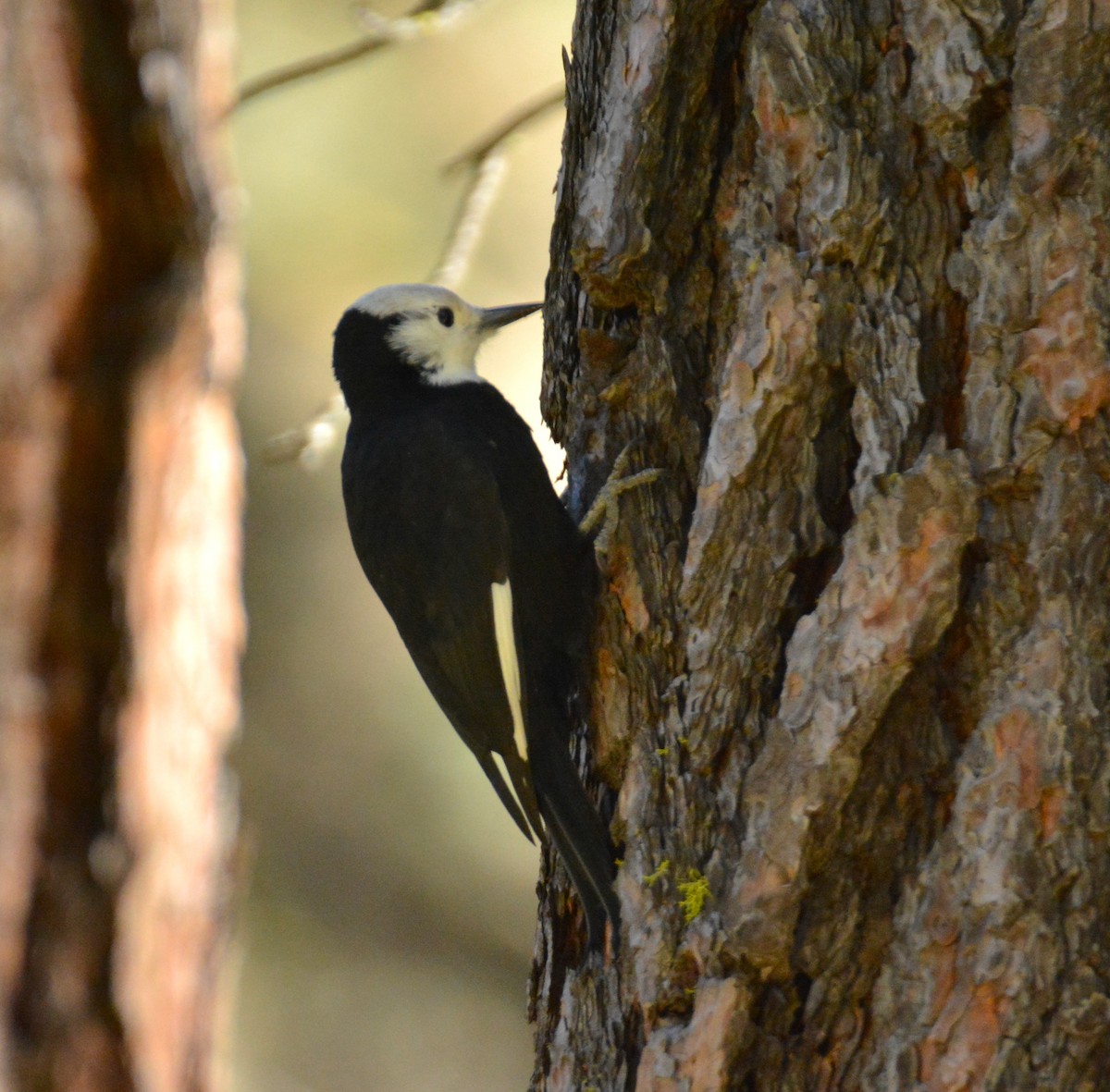 White-headed Woodpecker - ML495932011