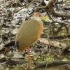 Russet-naped Wood-Rail - ML49593211