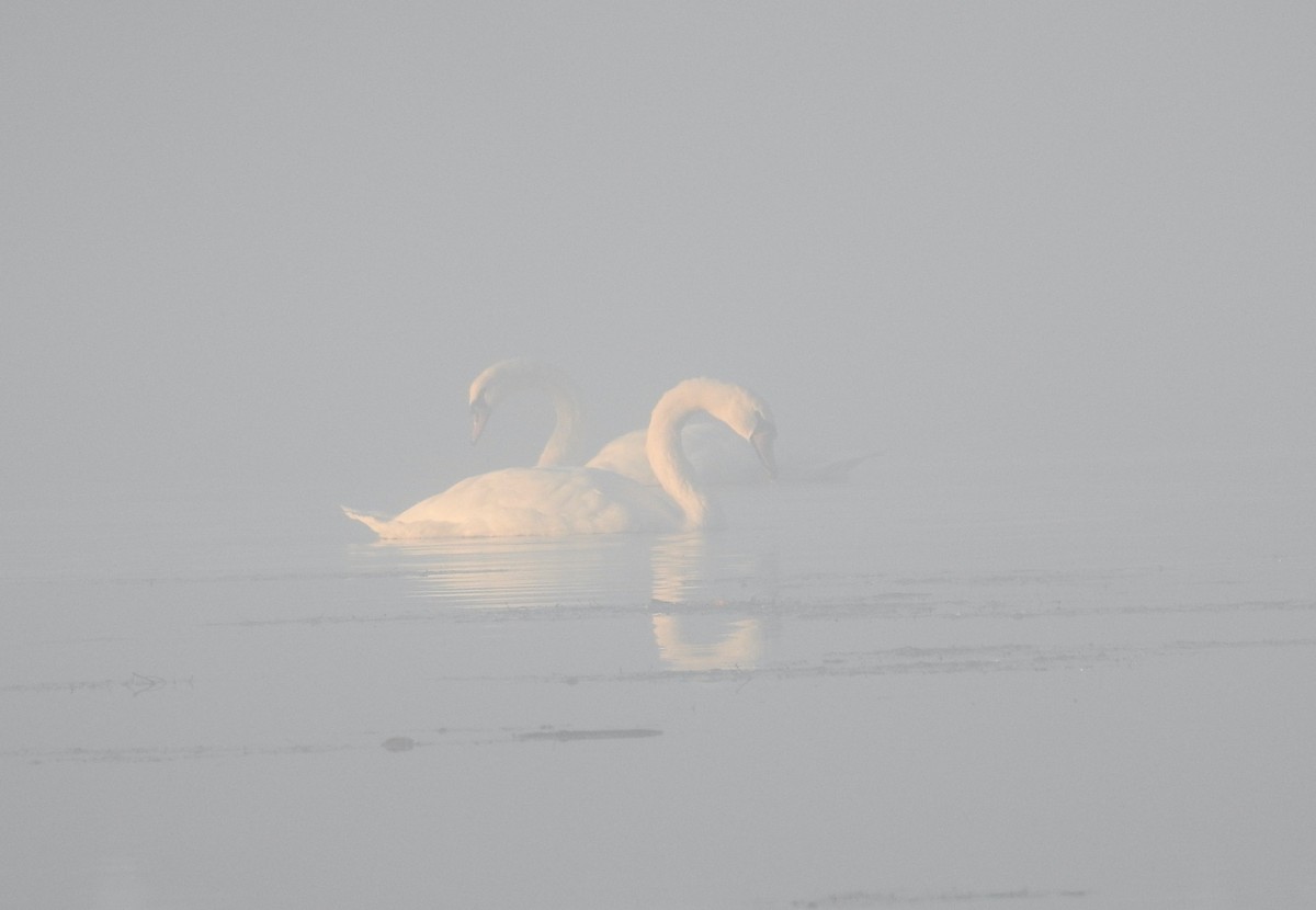 Cygne tuberculé - ML495932201