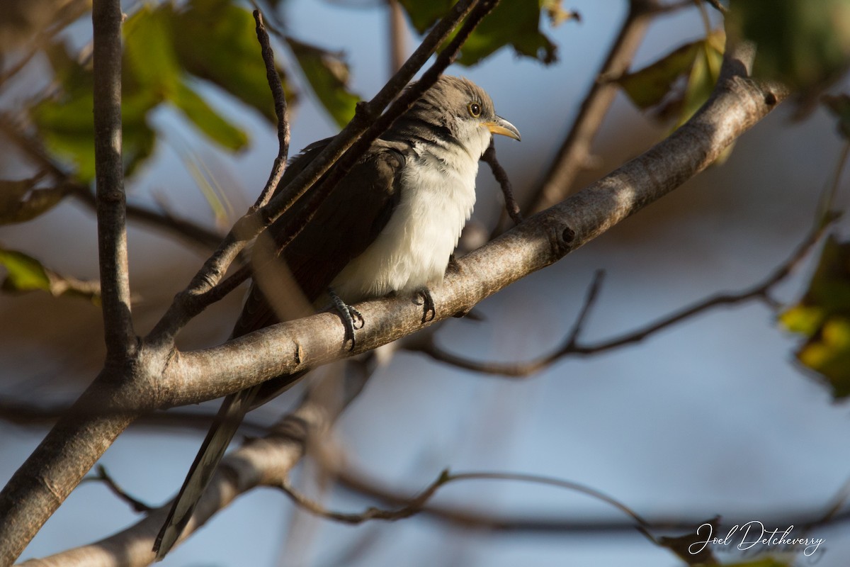 Yellow-billed Cuckoo - ML495932541