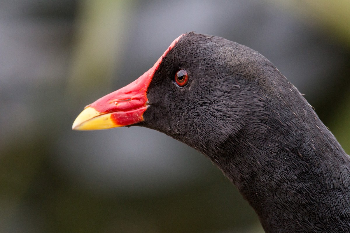 Eurasian Moorhen - ML495933171