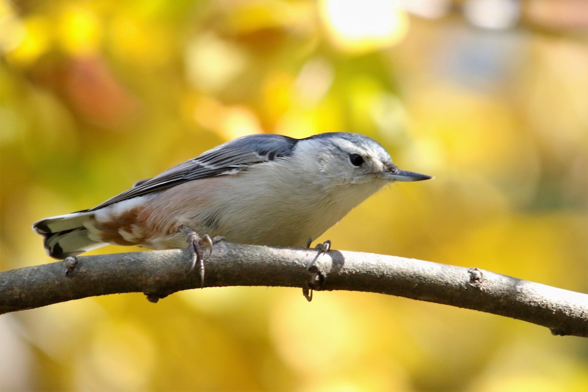 White-breasted Nuthatch (Eastern) - ML495933631
