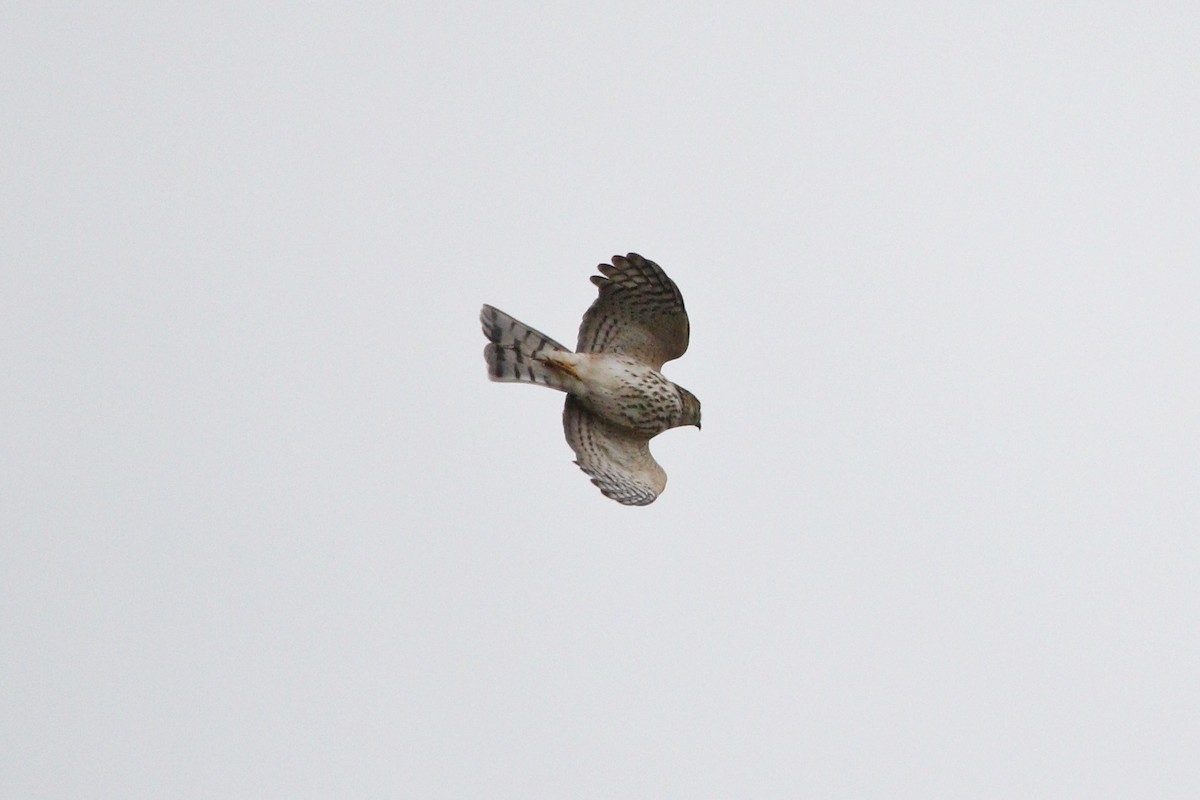 Sharp-shinned Hawk - ML495933851