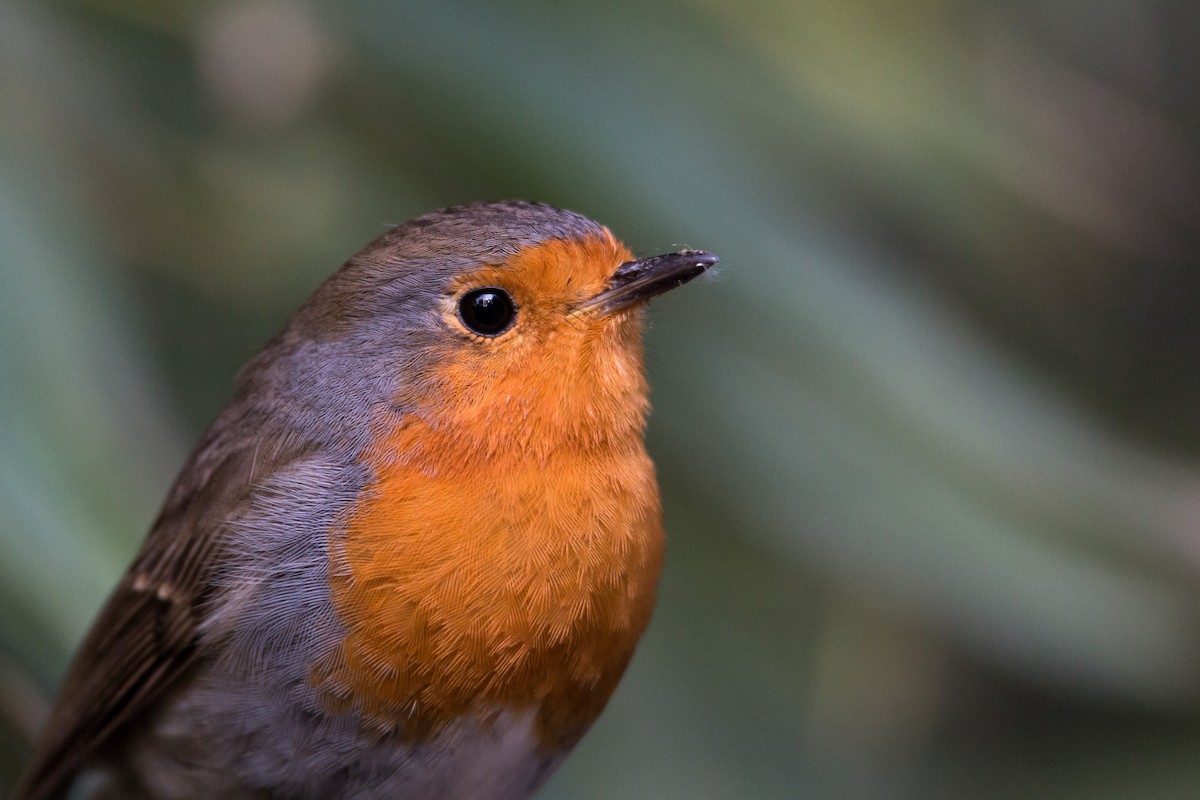European Robin - ML495933951