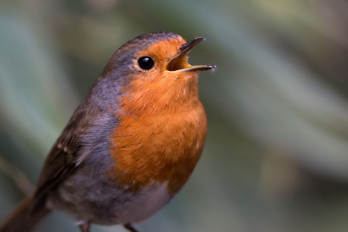 European Robin - ML495933961