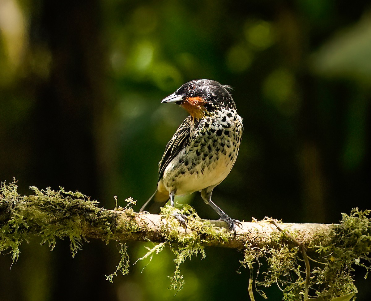 Rufous-throated Tanager - Daniel Ferriz