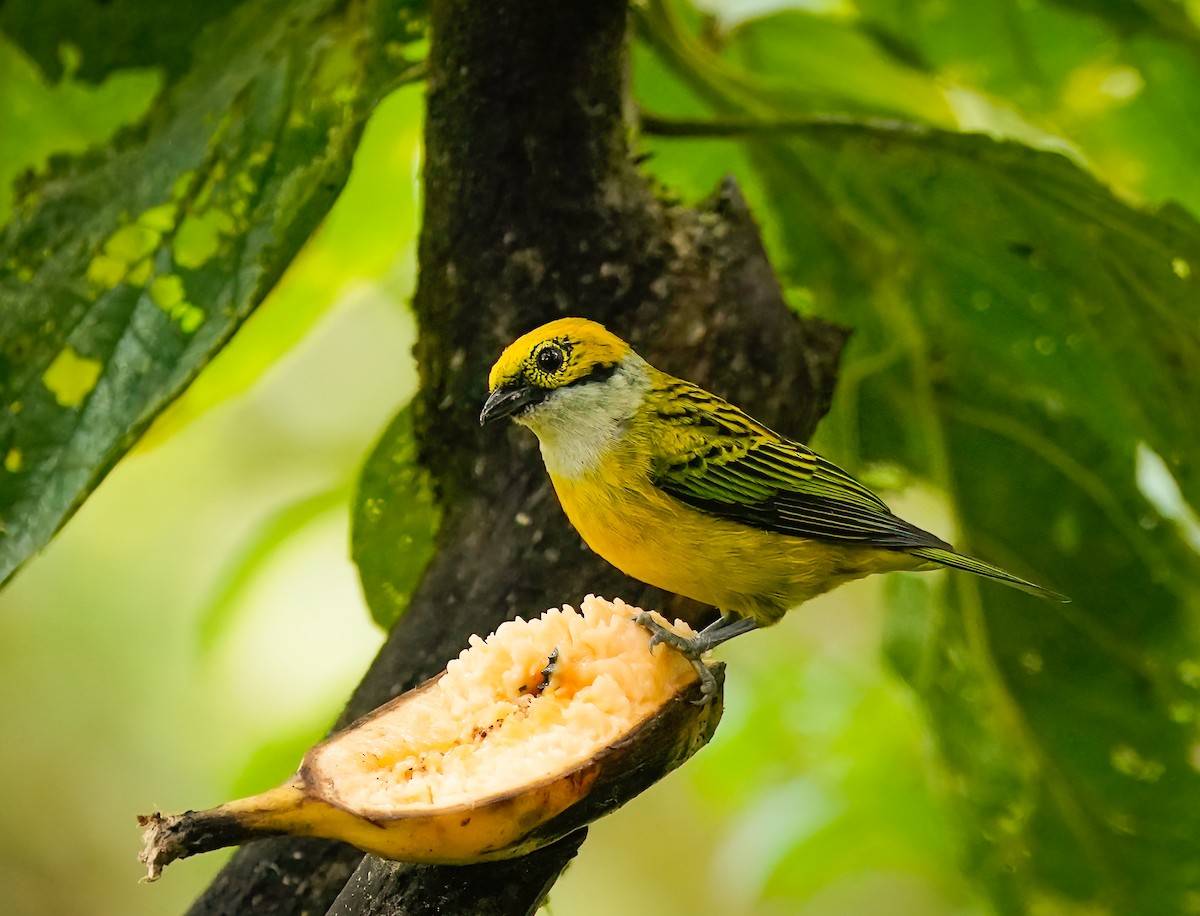 Silver-throated Tanager - Daniel Ferriz