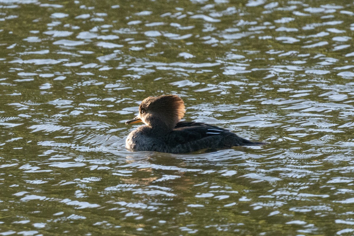 Hooded Merganser - ML495937531