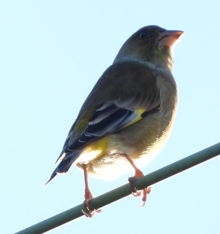 Oriental Greenfinch - masao komura