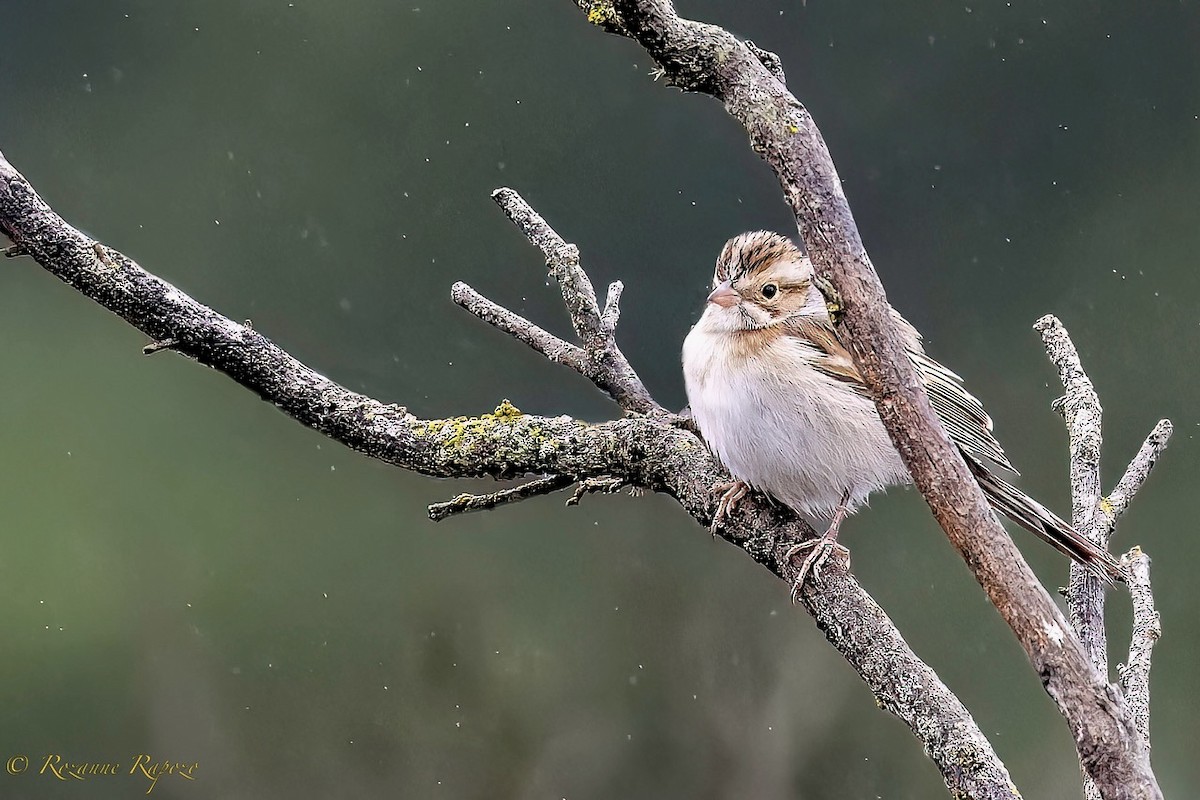 Clay-colored Sparrow - ML495942271