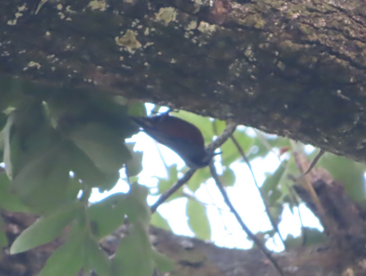 Chestnut-bellied Nuthatch - ML495942961