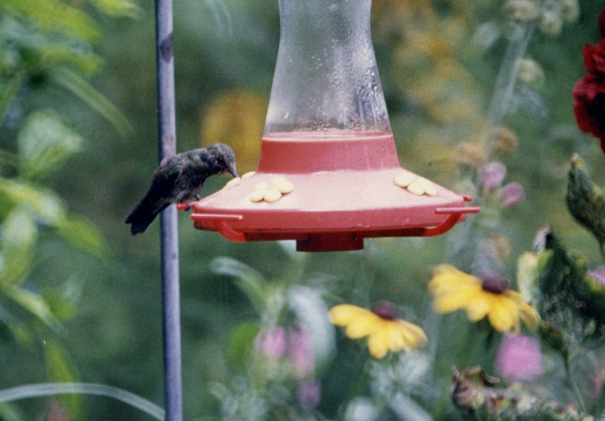 Mexican Violetear - ML49594501