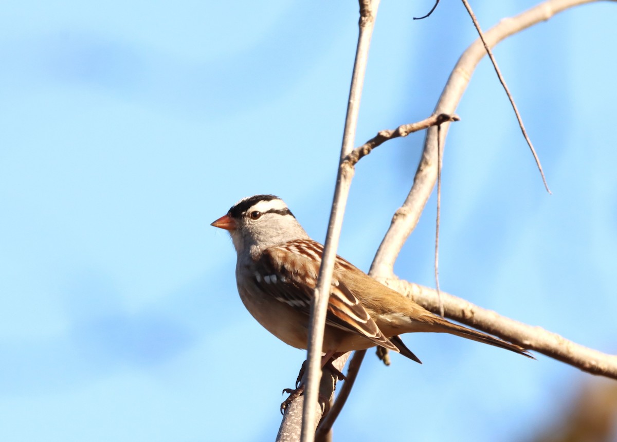 White-crowned Sparrow - ML495945231
