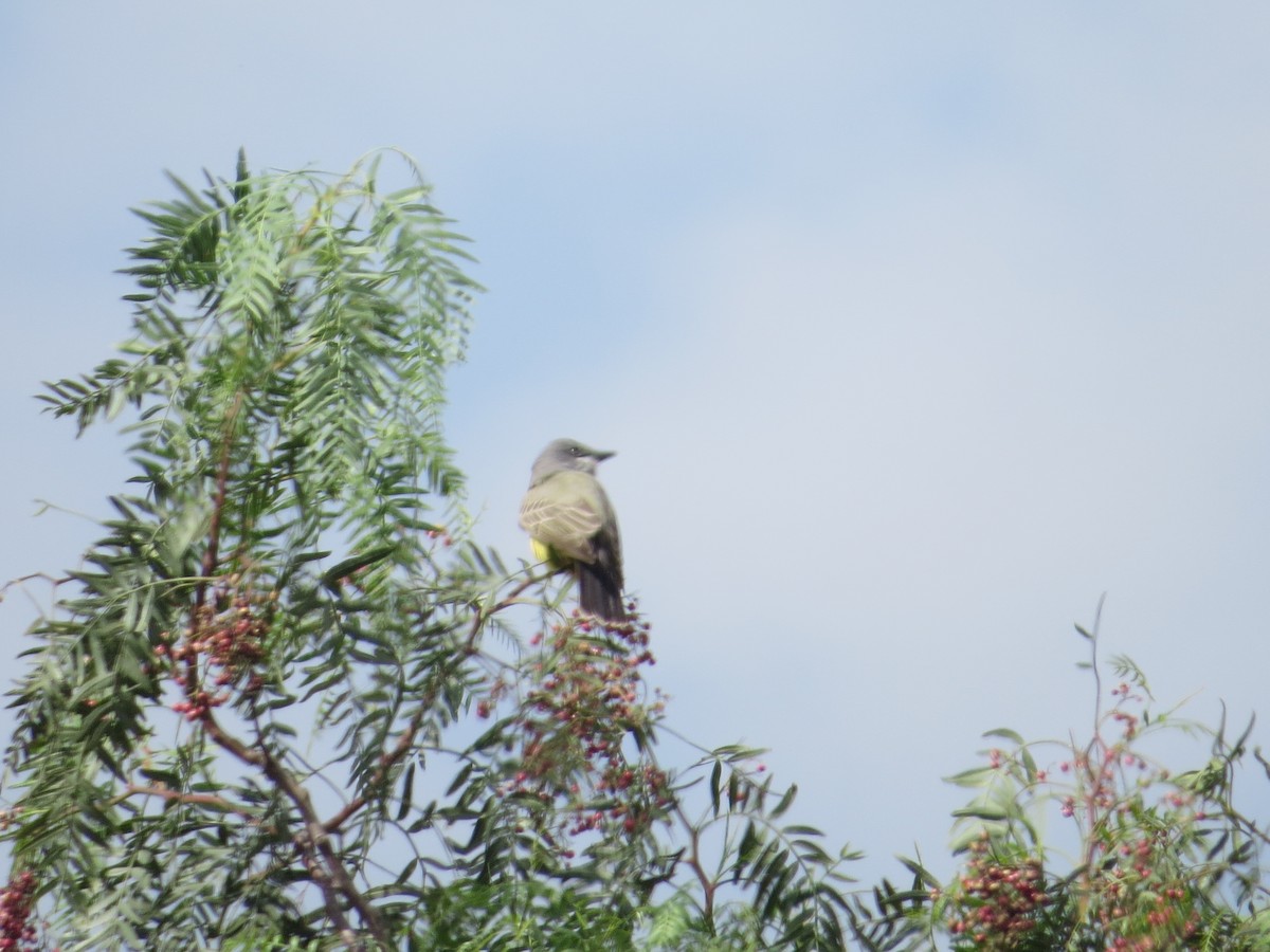 Cassin's Kingbird - ML495945261