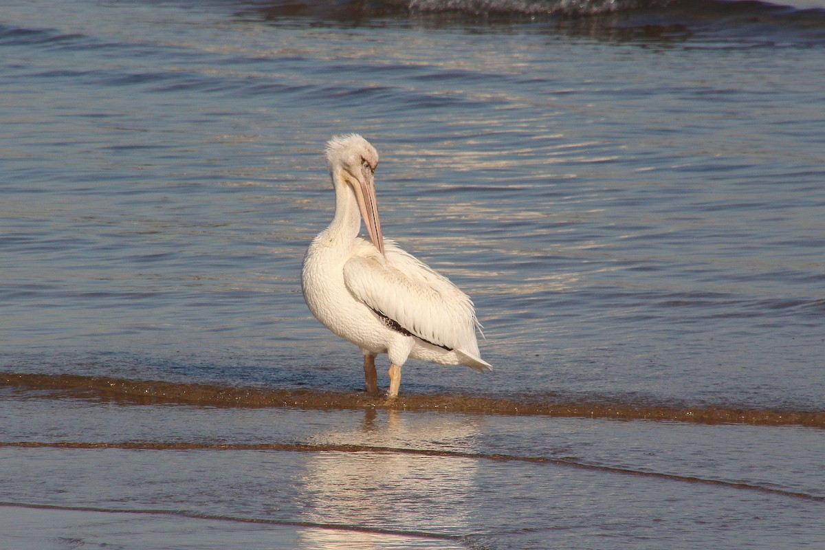 American White Pelican - ML495945441