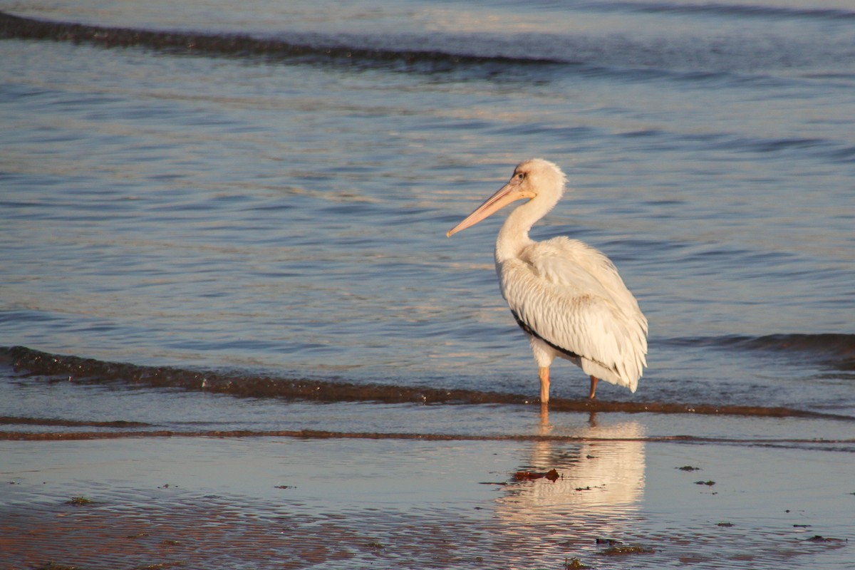 American White Pelican - ML495945451