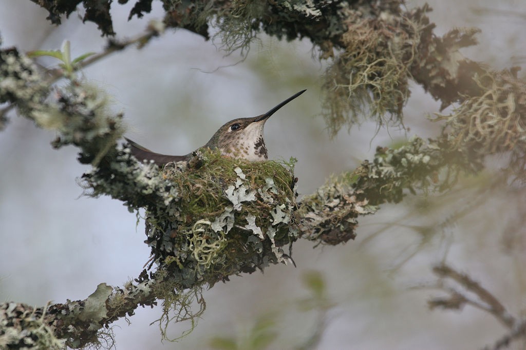 rødkolibri - ML49594651