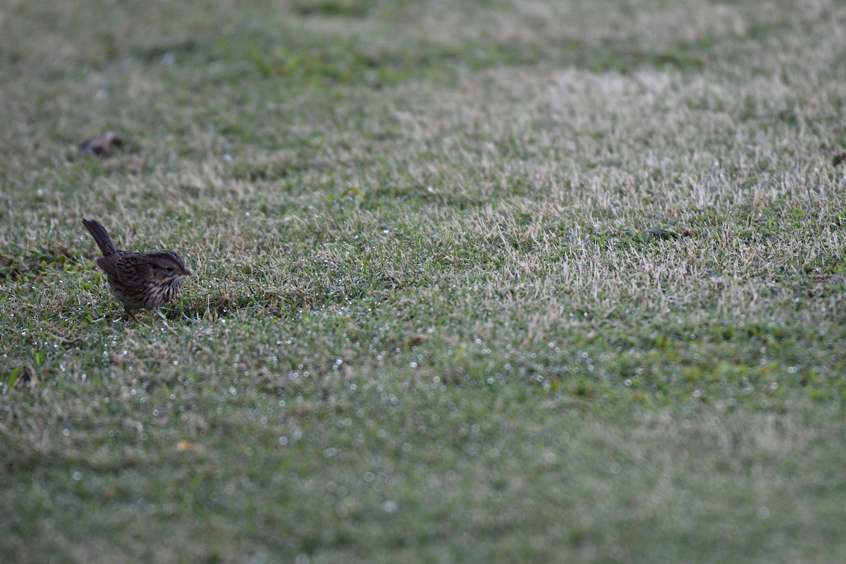 Lincoln's Sparrow - ML495947031