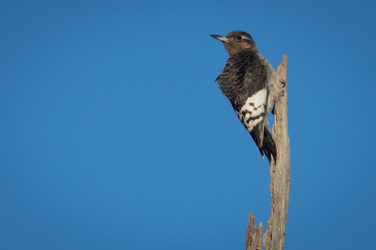 Red-headed Woodpecker - jim petit