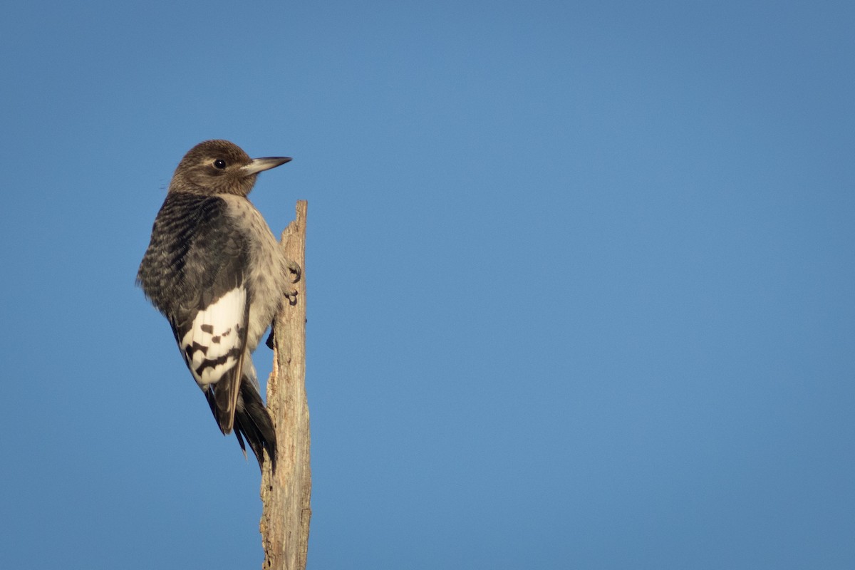 Red-headed Woodpecker - ML495947331