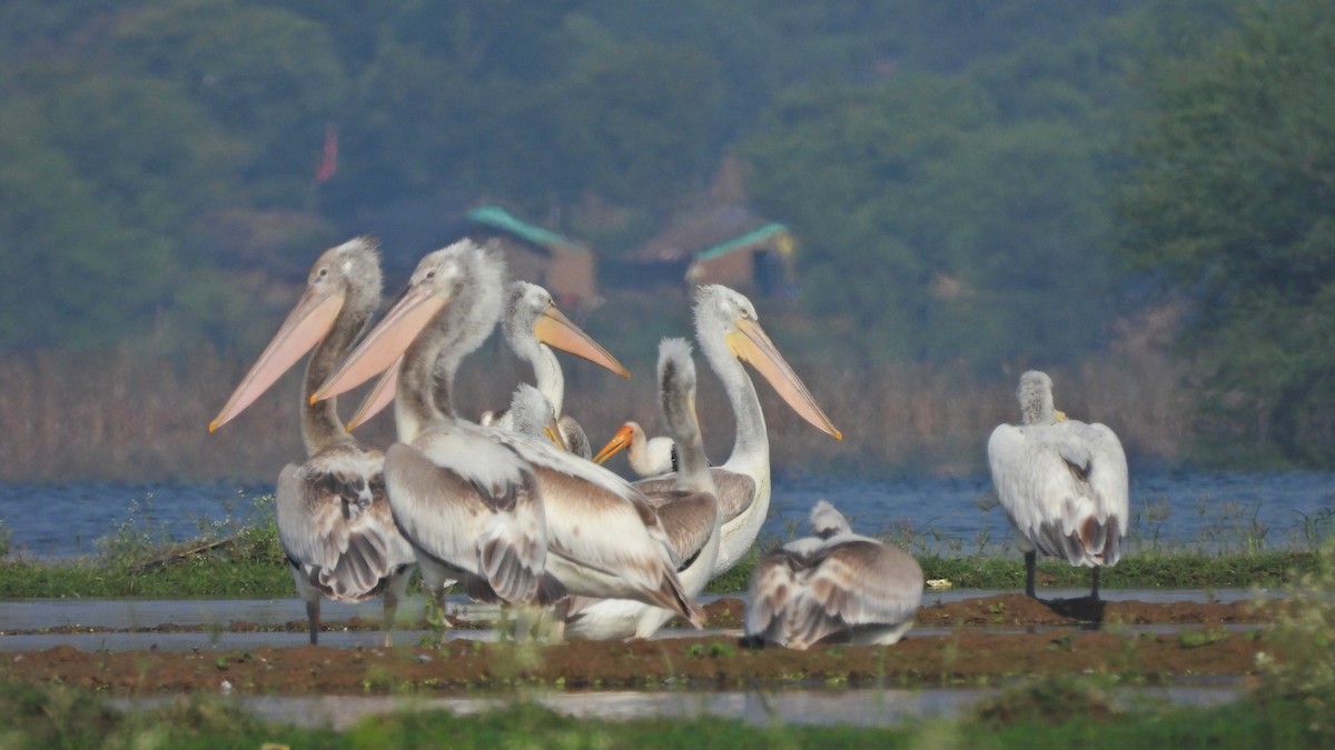 Dalmatian Pelican - ML495947371