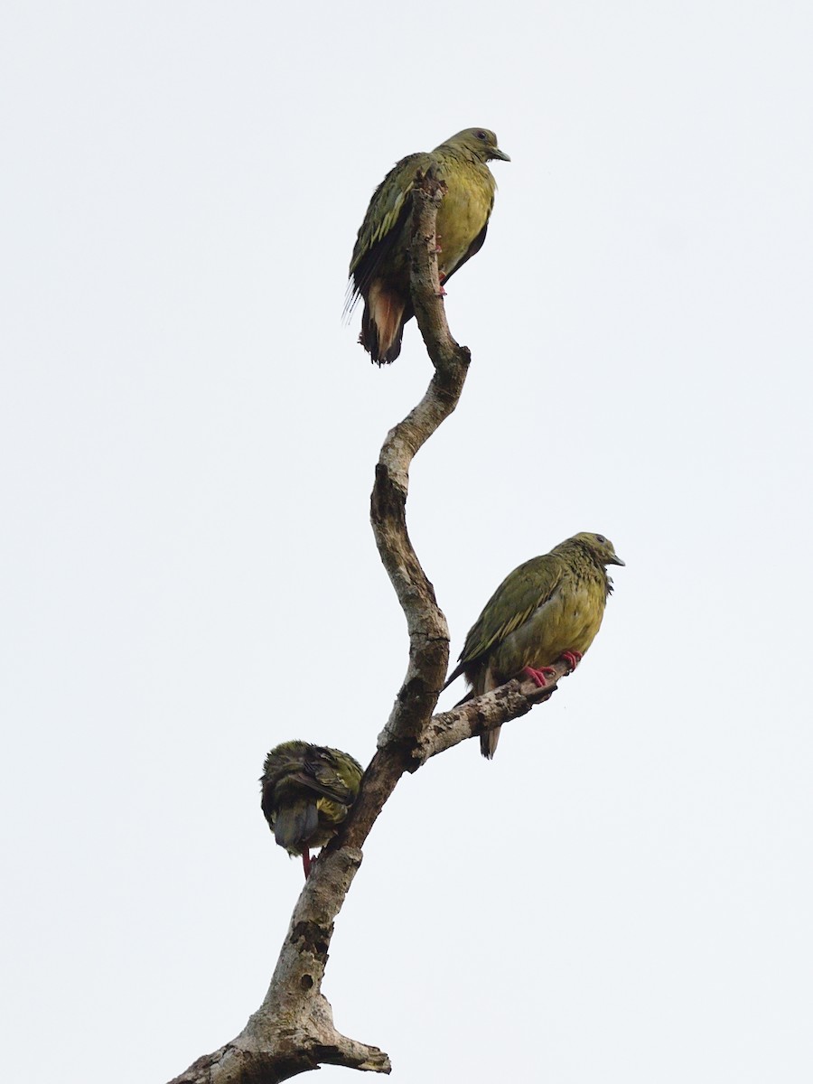 Pink-necked Green-Pigeon - ML495947461