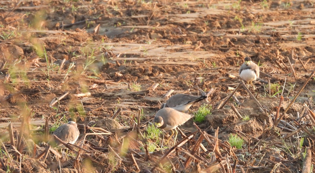 Yellow-wattled Lapwing - ML495947921